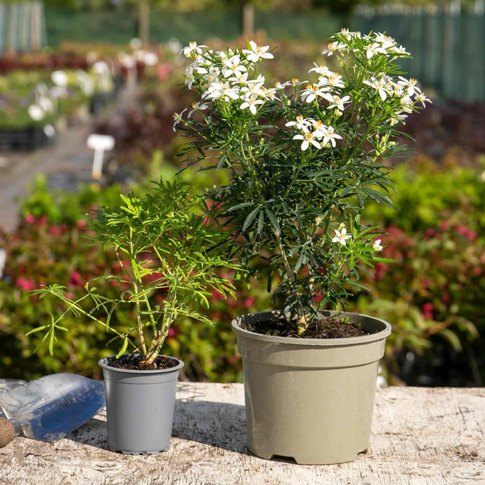 Choisya 'White Dazzler'