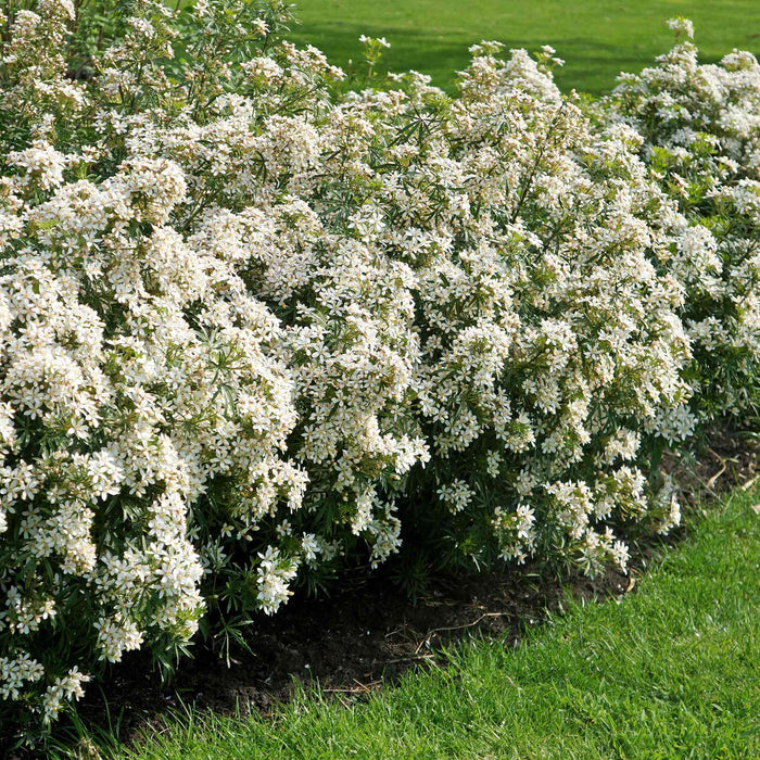 Choisya 'White Dazzler'