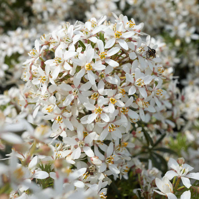 Choisya 'White Dazzler'