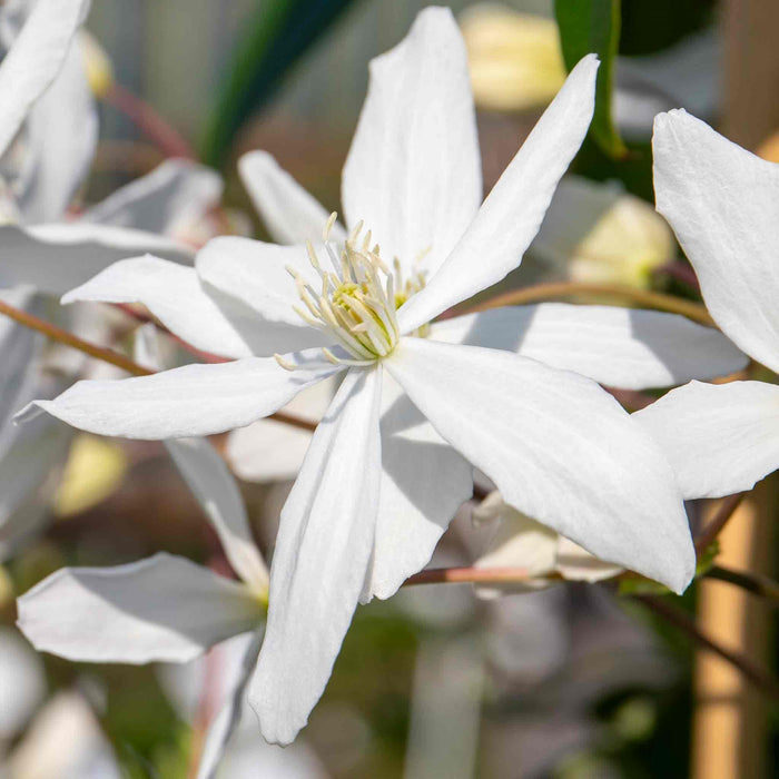 Clematis 'Armandii'