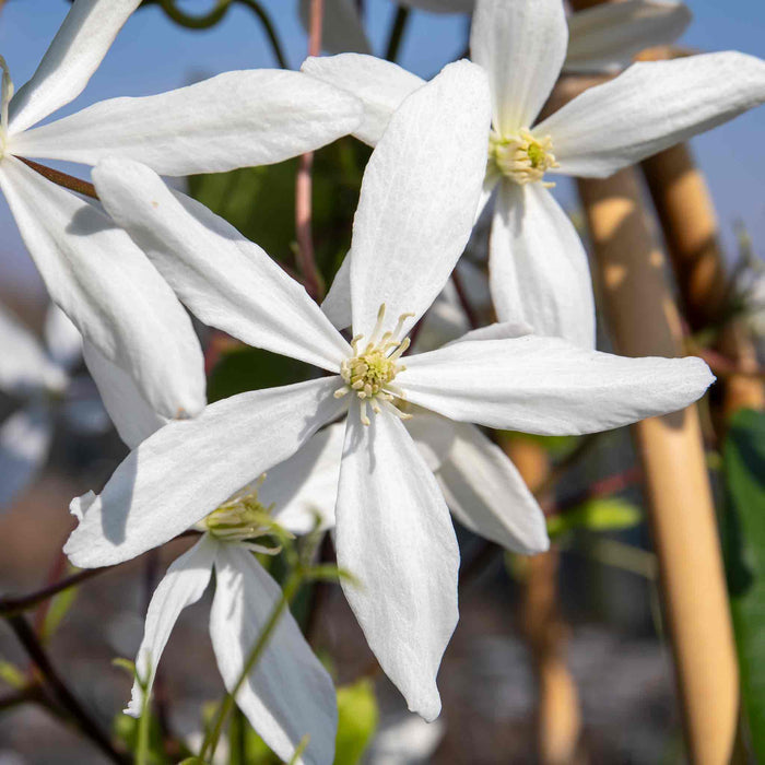 Clematis 'Armandii'