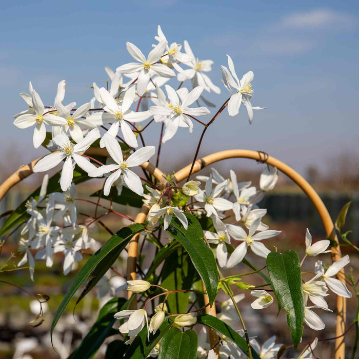 Clematis 'Armandii'
