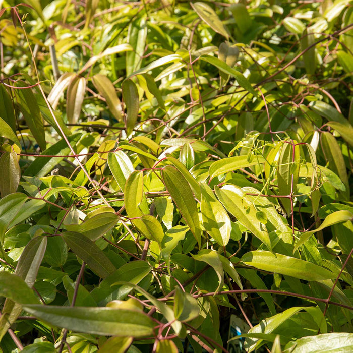 Clematis 'Armandii'