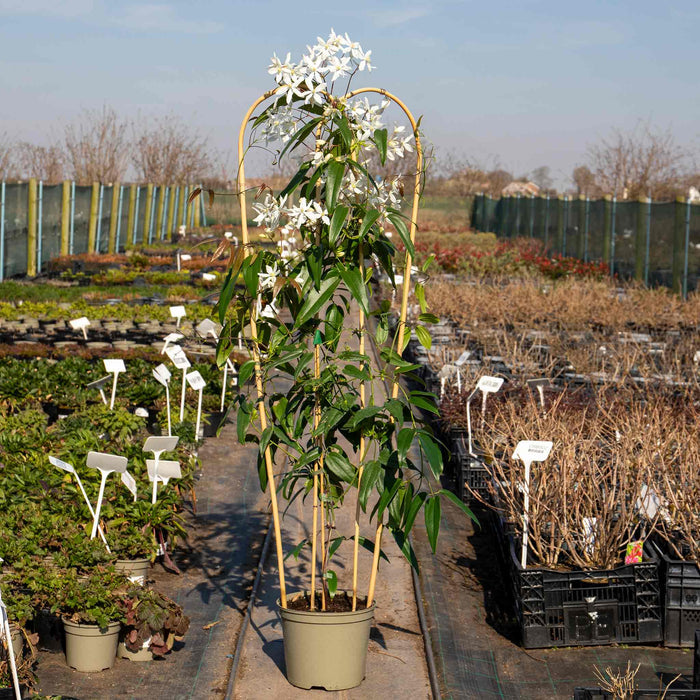 Clematis 'Armandii'