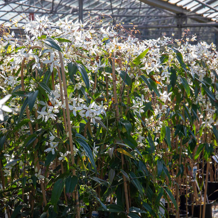 Clematis 'Armandii'