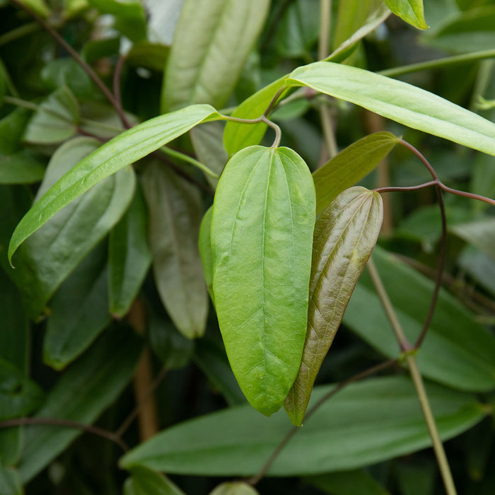 Clematis 'Armandii'
