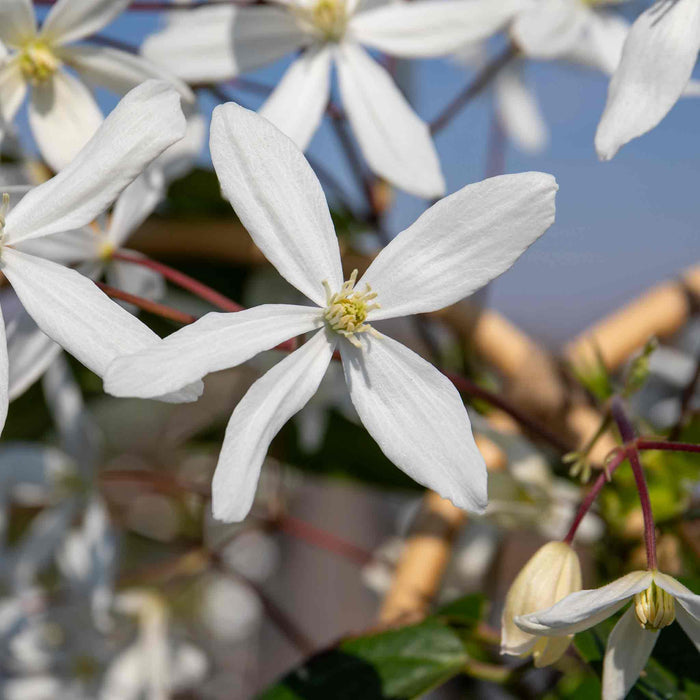 Clematis 'Armandii'