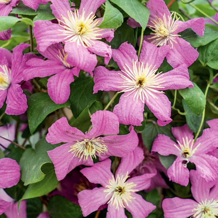 Clematis 'Comtesse de Bouchard'