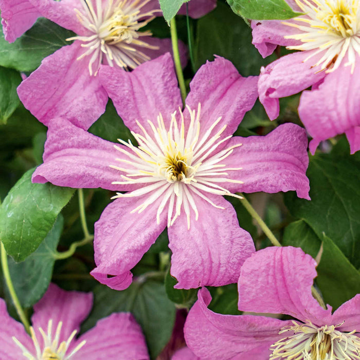 Clematis 'Comtesse de Bouchard'