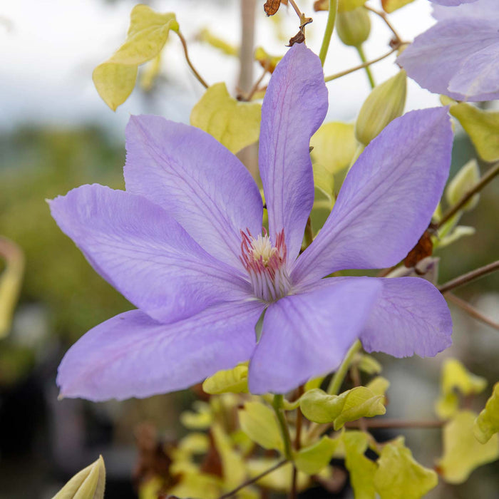 Clematis Hybrid 'Mrs Cholmondeley'