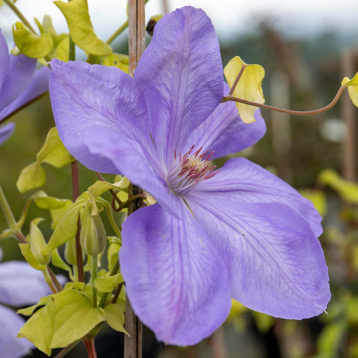 Clematis Hybrid 'Mrs Cholmondeley'