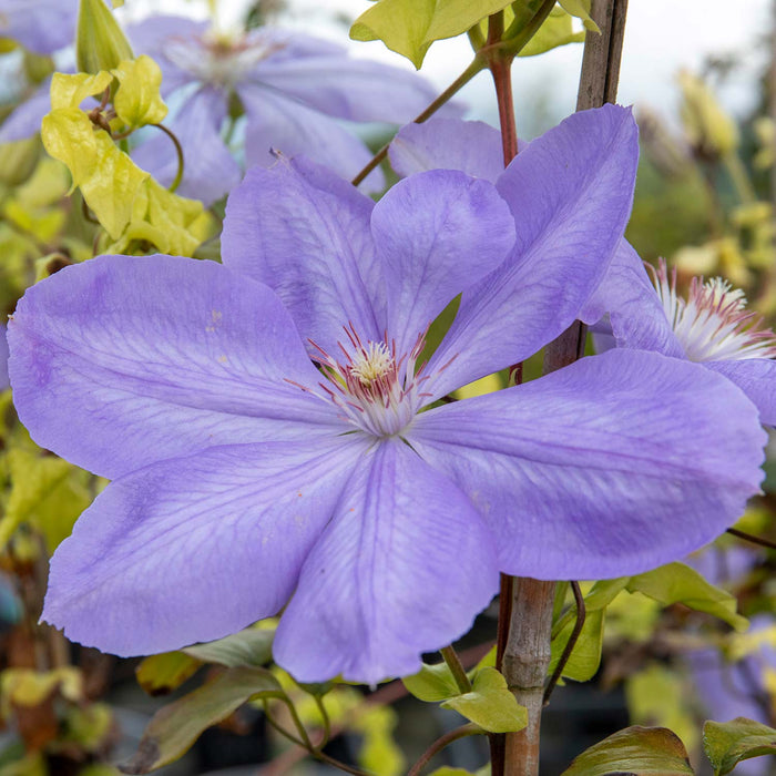 Clematis Hybrid 'Mrs Cholmondeley'
