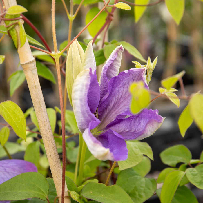 Clematis Hybrid 'Mrs Cholmondeley'