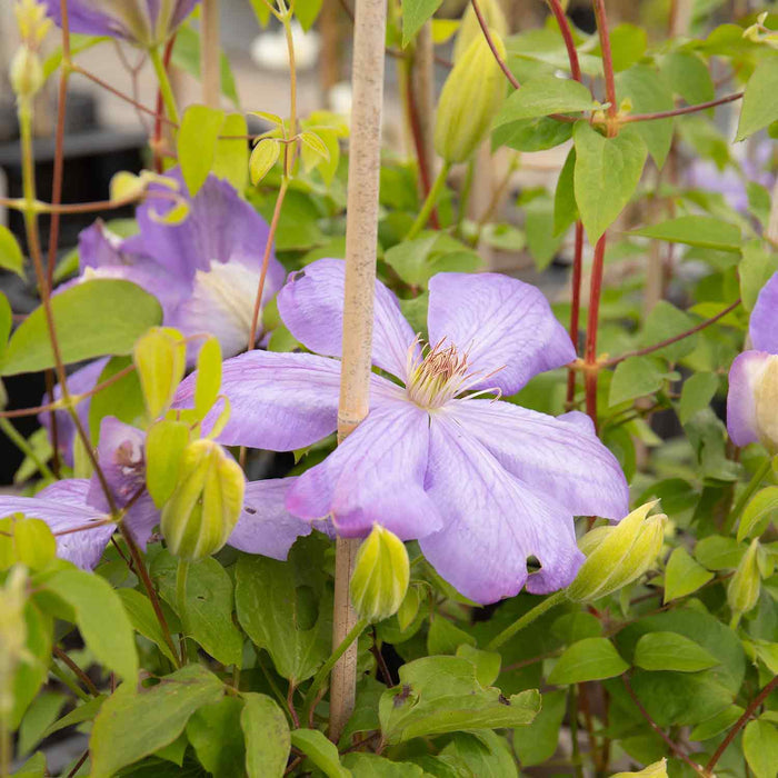 Clematis Hybrid 'Mrs Cholmondeley'