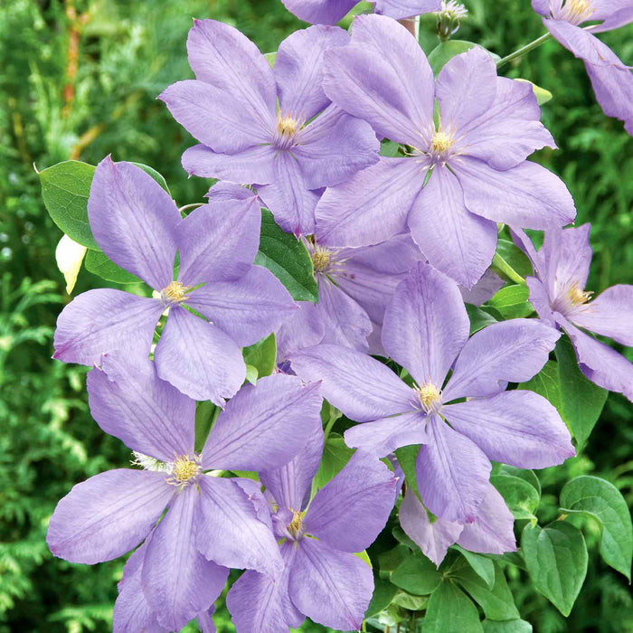 Clematis Hybrid 'Mrs Cholmondeley'