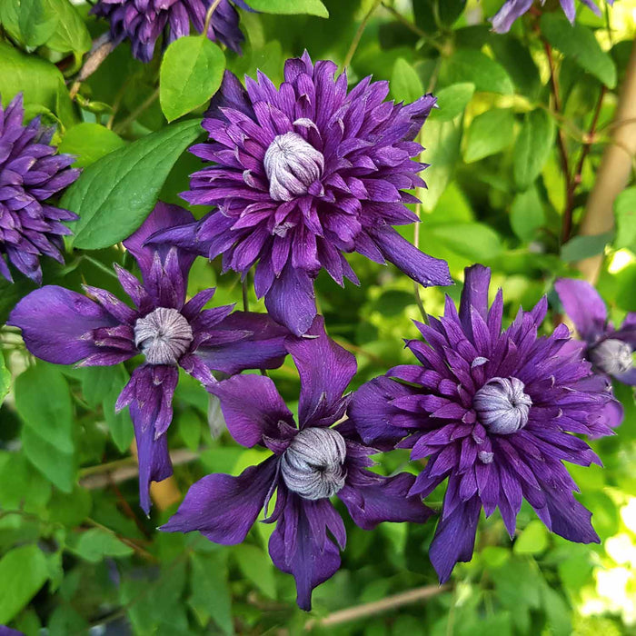 Clematis 'Kokonoe'