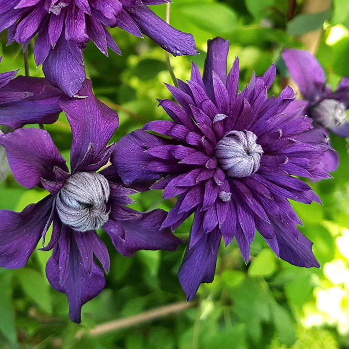 Clematis 'Kokonoe'