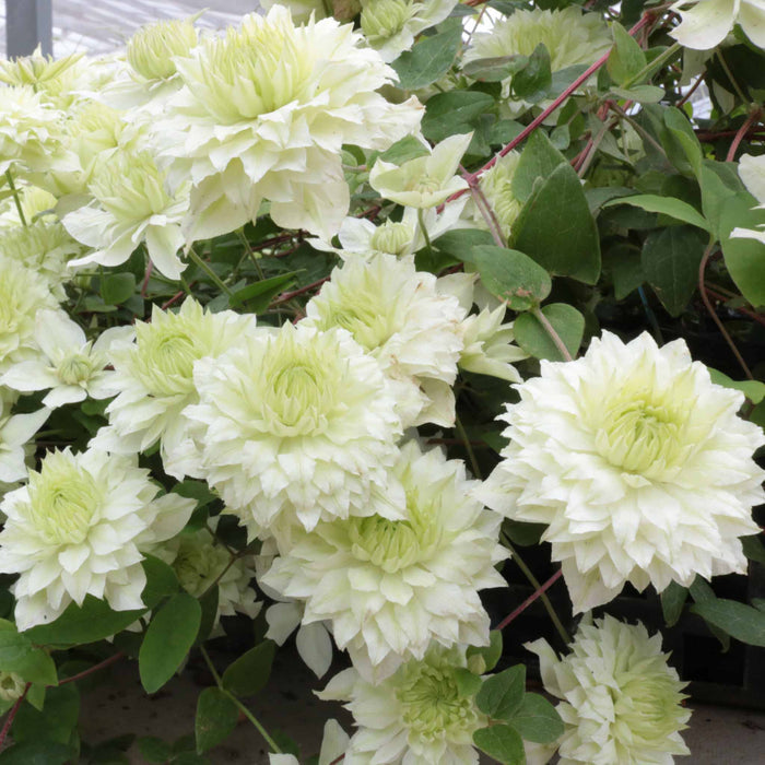 Clematis 'Manju'