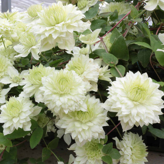 Clematis 'Manju'