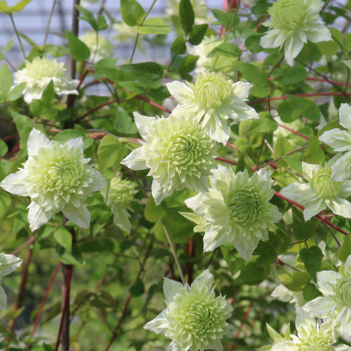 Clematis 'Manju'