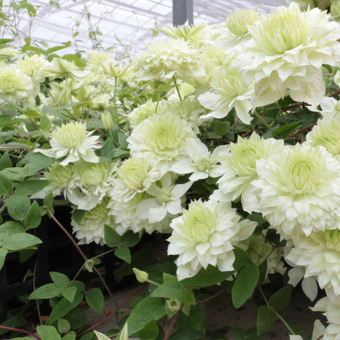 Clematis 'Manju'