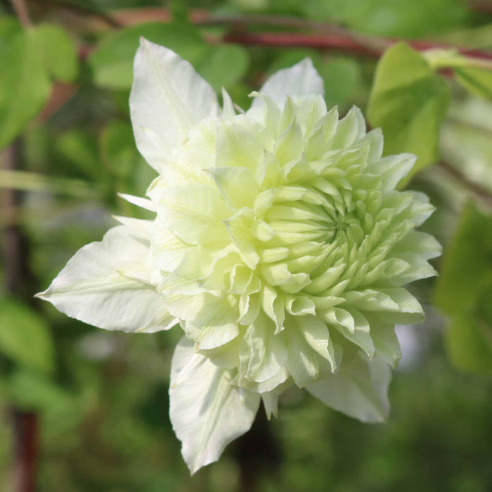 Clematis 'Manju'