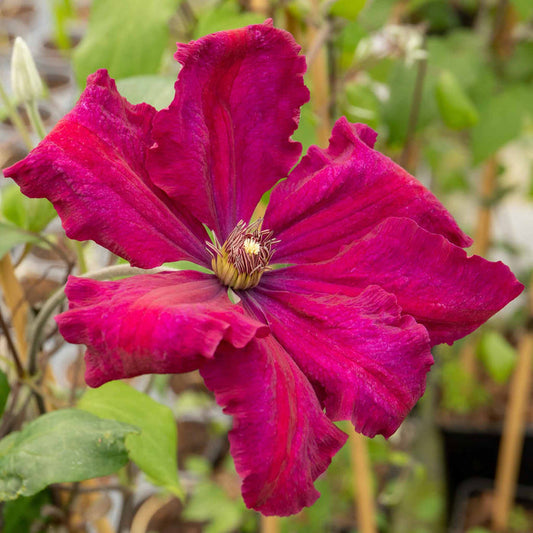 Clematis 'Rouge Cardinal'