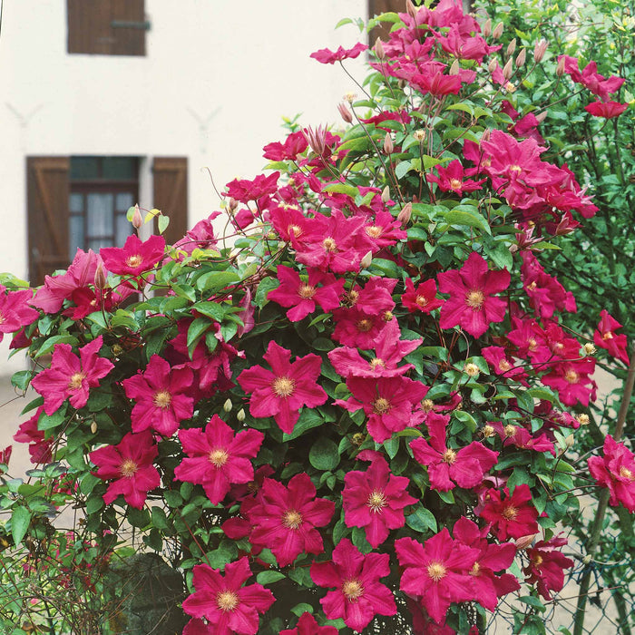 Clematis 'Rouge Cardinal'