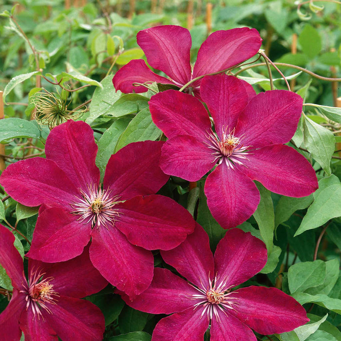 Clematis 'Rouge Cardinal'