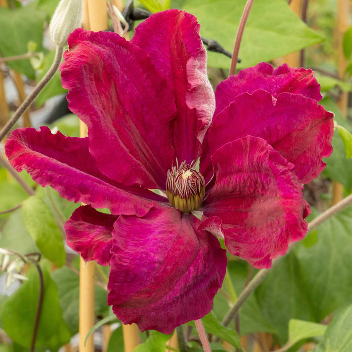 Clematis 'Rouge Cardinal'