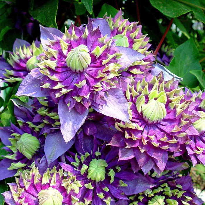 Clematis 'Taiga'