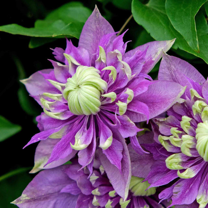 Clematis 'Taiga'