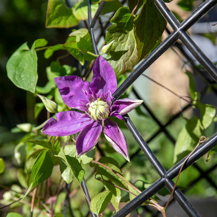 Clematis 'Taiga'