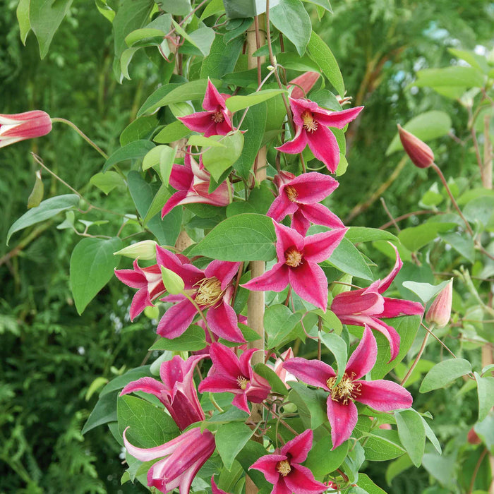 Clematis 'Texensis Princess Diana'