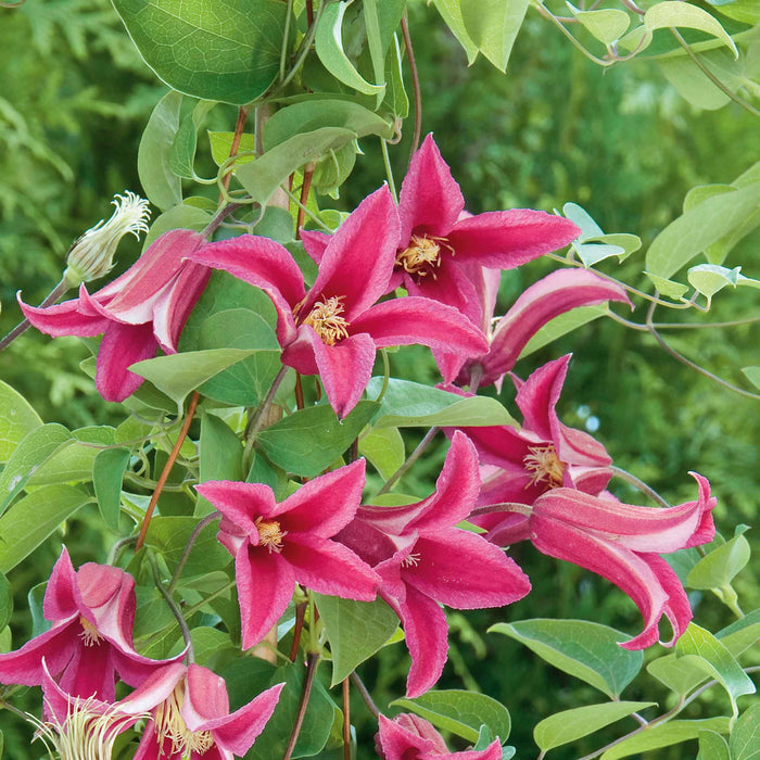 Clematis 'Texensis Princess Diana'