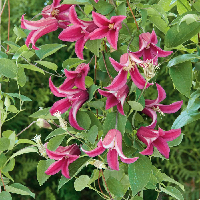 Clematis 'Texensis Princess Diana'
