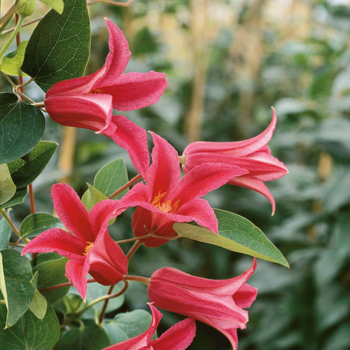 Clematis 'Texensis Princess Diana'