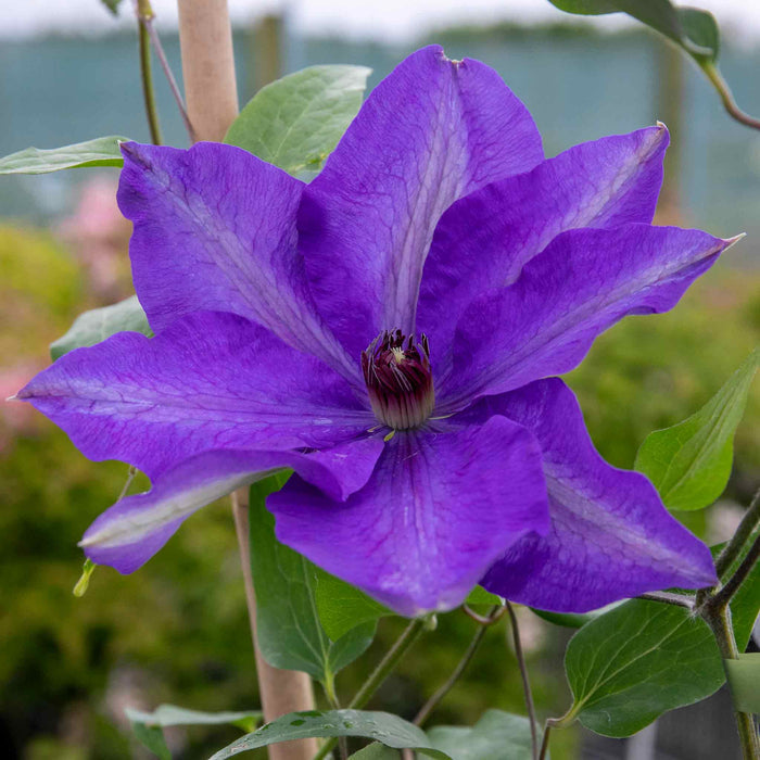 Clematis 'The President'