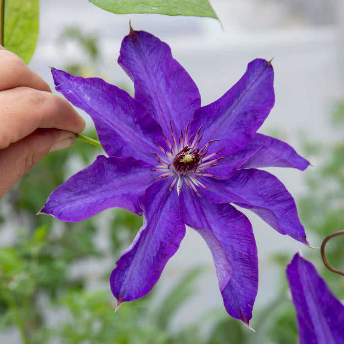 Clematis 'The President'