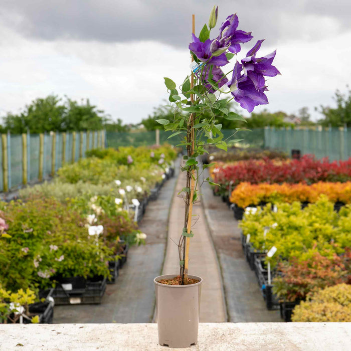 Clematis 'The President'