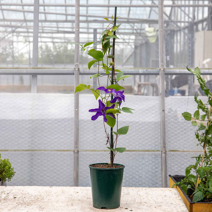Clematis 'The President'