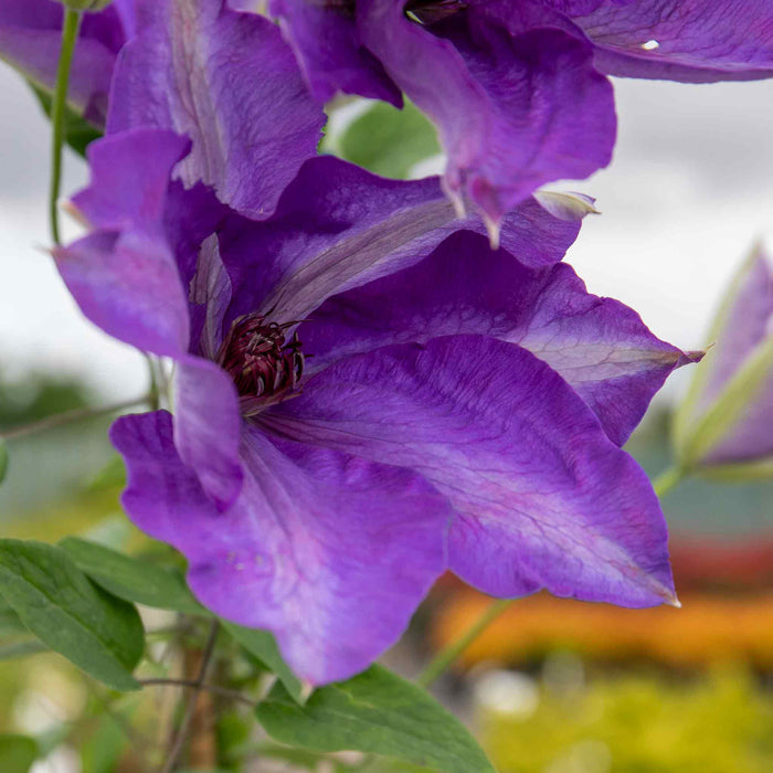 Clematis 'The President'