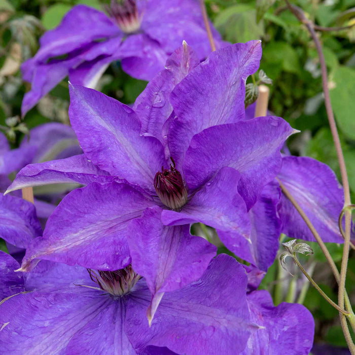 Clematis 'The President'
