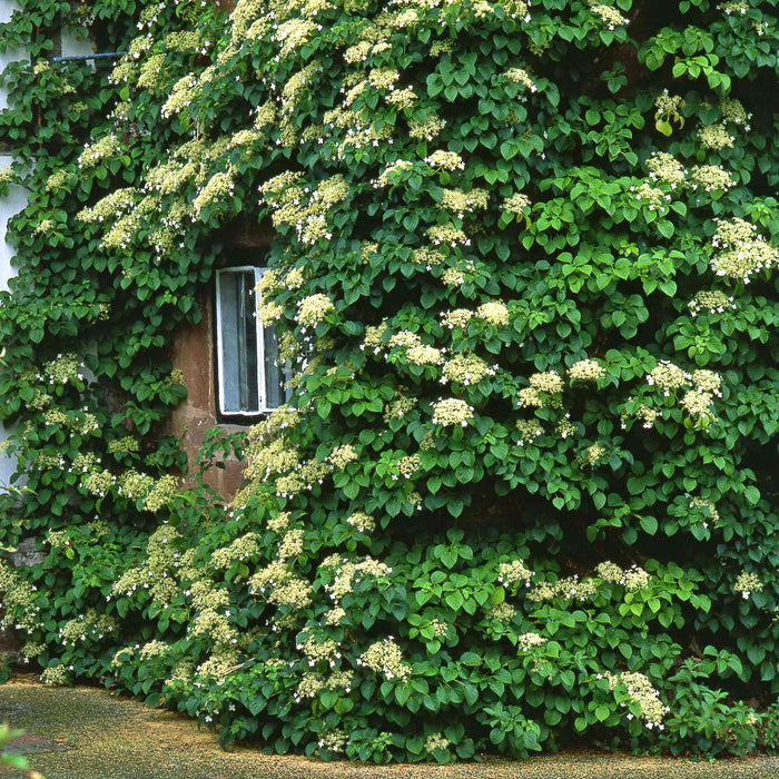 Climbing Hydrangea 'Petiolaris'