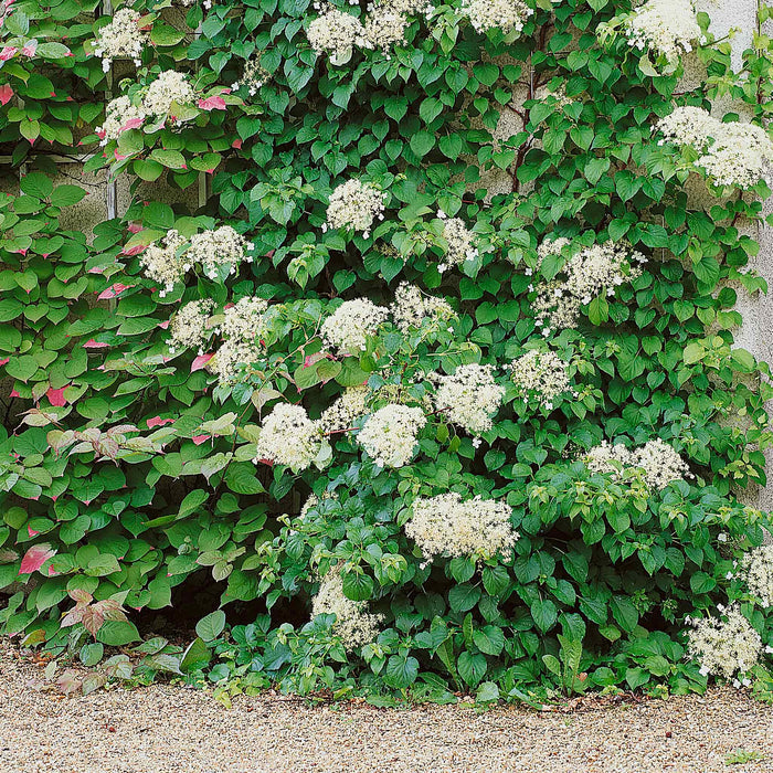 Climbing Hydrangea 'Petiolaris'