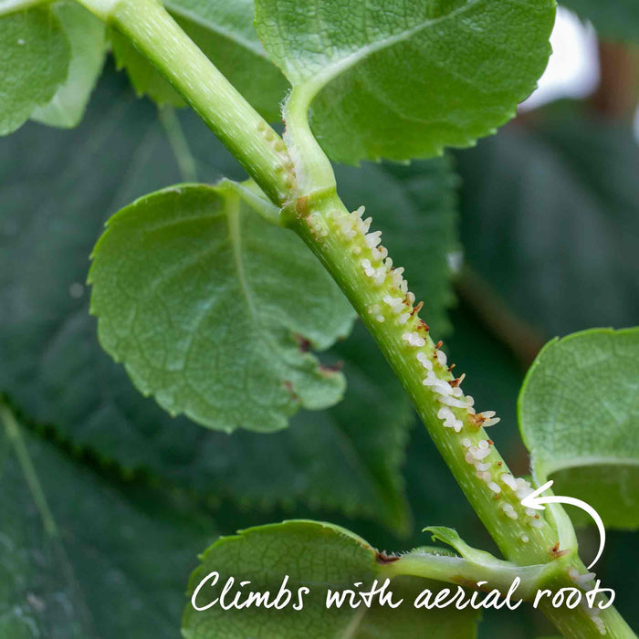Climbing Hydrangea 'Petiolaris'