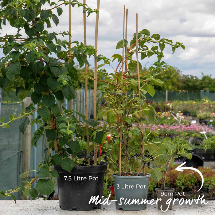 Climbing Hydrangea 'Petiolaris'