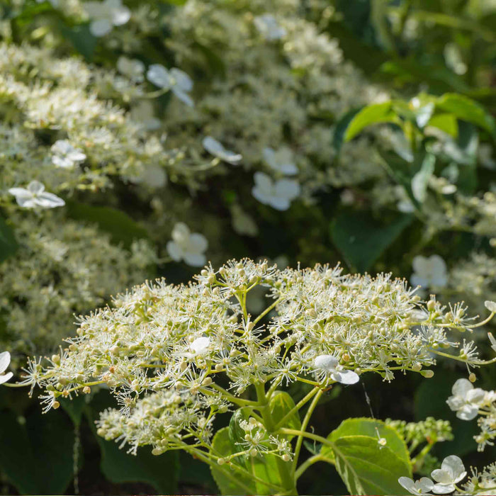 Climbing Hydrangea 'Petiolaris'