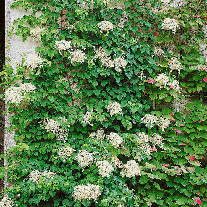 Climbing Hydrangea 'Petiolaris'