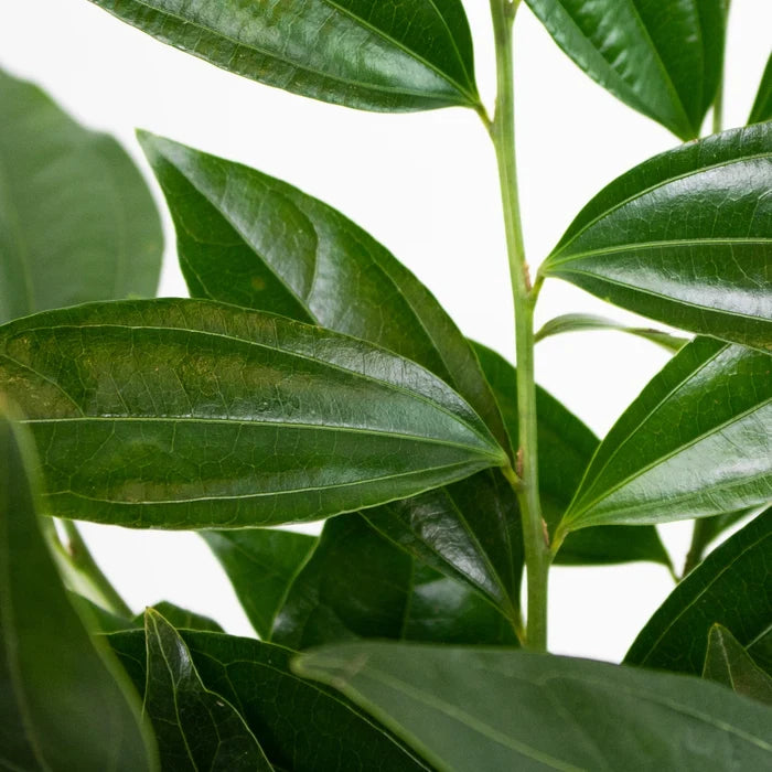 Cocculus Greenery Up Close